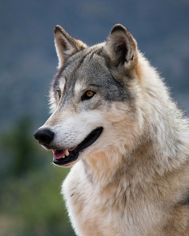 beautiful-wildlife:
“Tundra Wolf by © Randy Heidenreich
”