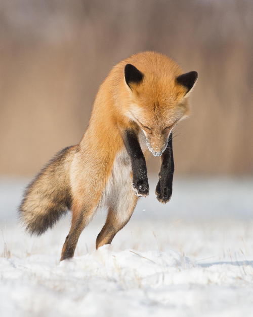 beautiful-wildlife:
“ Jumping by Maxime Riendeau
”