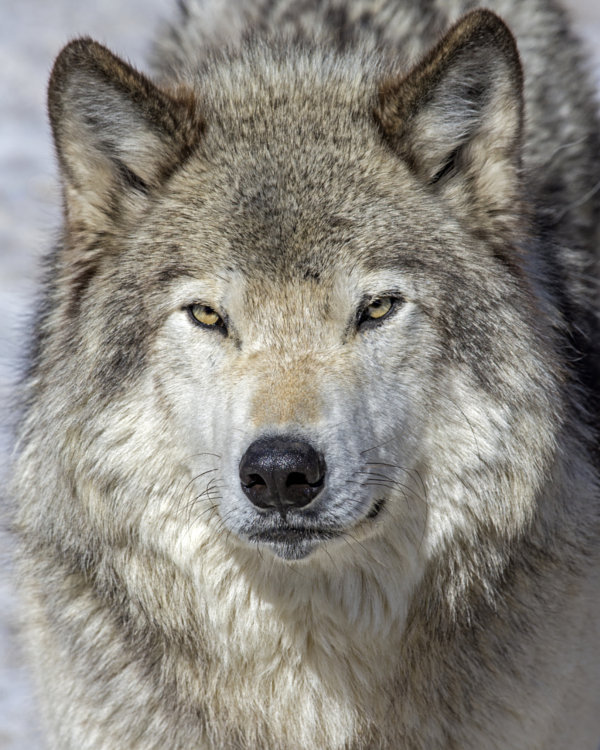 beautiful-wildlife:
“Timber Wolf by Tony Beck
”