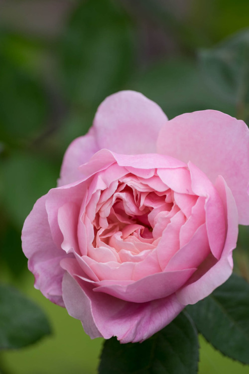 robertmealing:
“The Alnwick Rose, English Rose.
”
