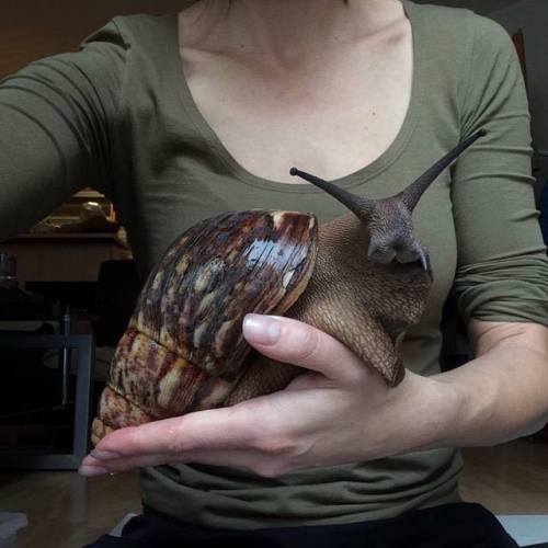 the-real-stevie-nicks:
“cheshireinthemiddle:
“ the-real-stevie-nicks:
“ sixpenceee:
“The Giant African Snail. While they can be kept as pets, they are often considered as an invasive species. They can live for several years and grow up to 20cm (7.8...