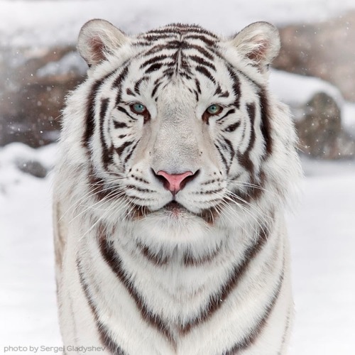 Snow Cat by © sergei gladyshev