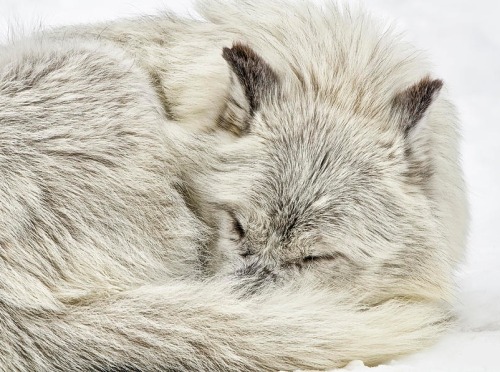 beautiful-wildlife:
“Warm Wolf by Peg Runyan
”