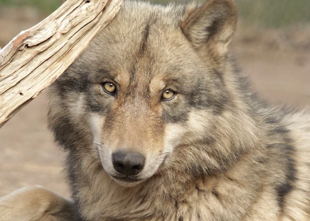 wolfsheart-blog:
“Wolf by California Wolf Center
”