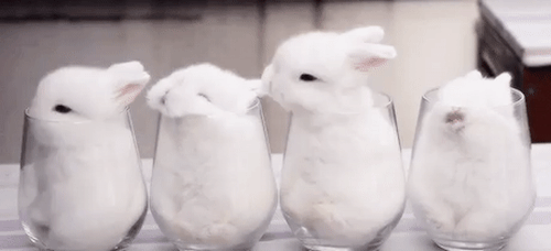 awwww-cute:“Bunnies in cups (Source: http://ift.tt/2neL4iV)”