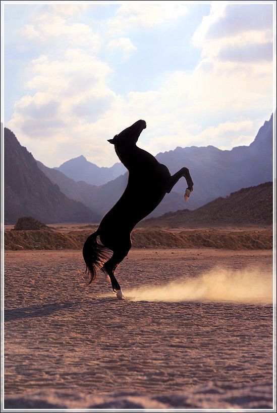 Dance on the sandEastern Desert of Egypt
by Vaivoda Olga