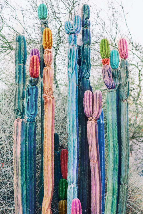 Cactus 1 & 2Follow me on Instagram 