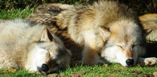 Northern Rocky Mountain wolves (Canis lupus irremotus) by California Wolf Center