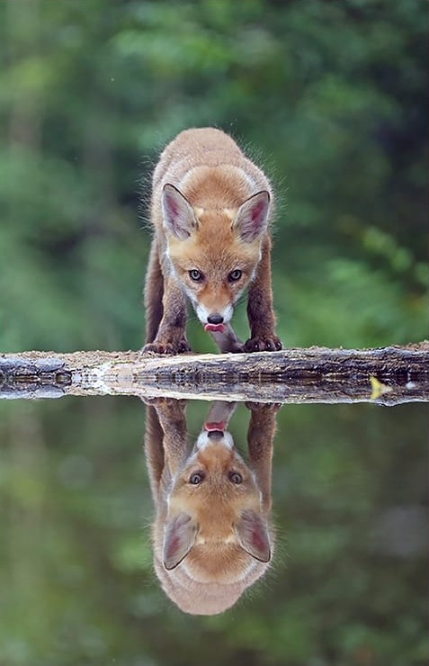 Fox Reflection by © Marc Costermans