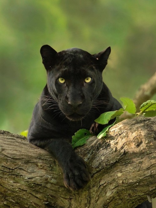 Black Panther by © shaazjungphotography