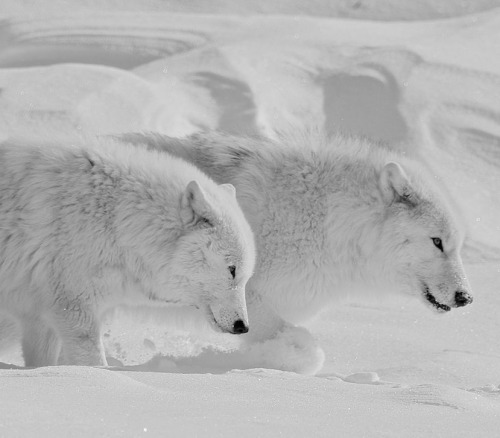 Arctic Wolves by © Chris St. Michael