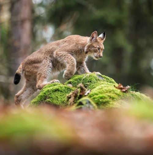 Lynx by © Pavel Svoboda