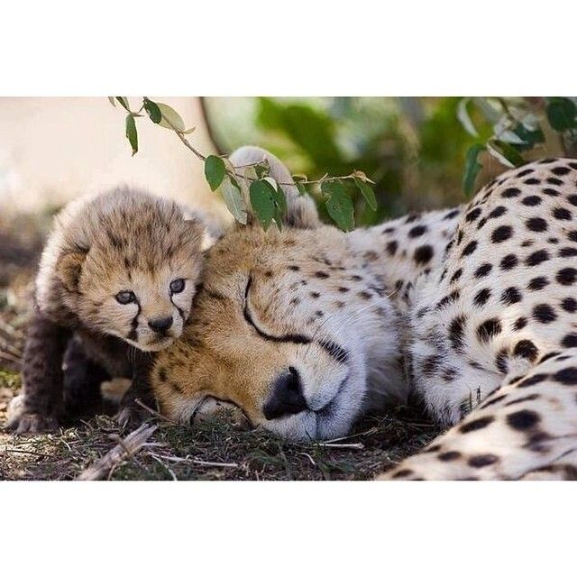 You sleep mom. I will protect you. (Source: http://ift.tt/2x13QOi)