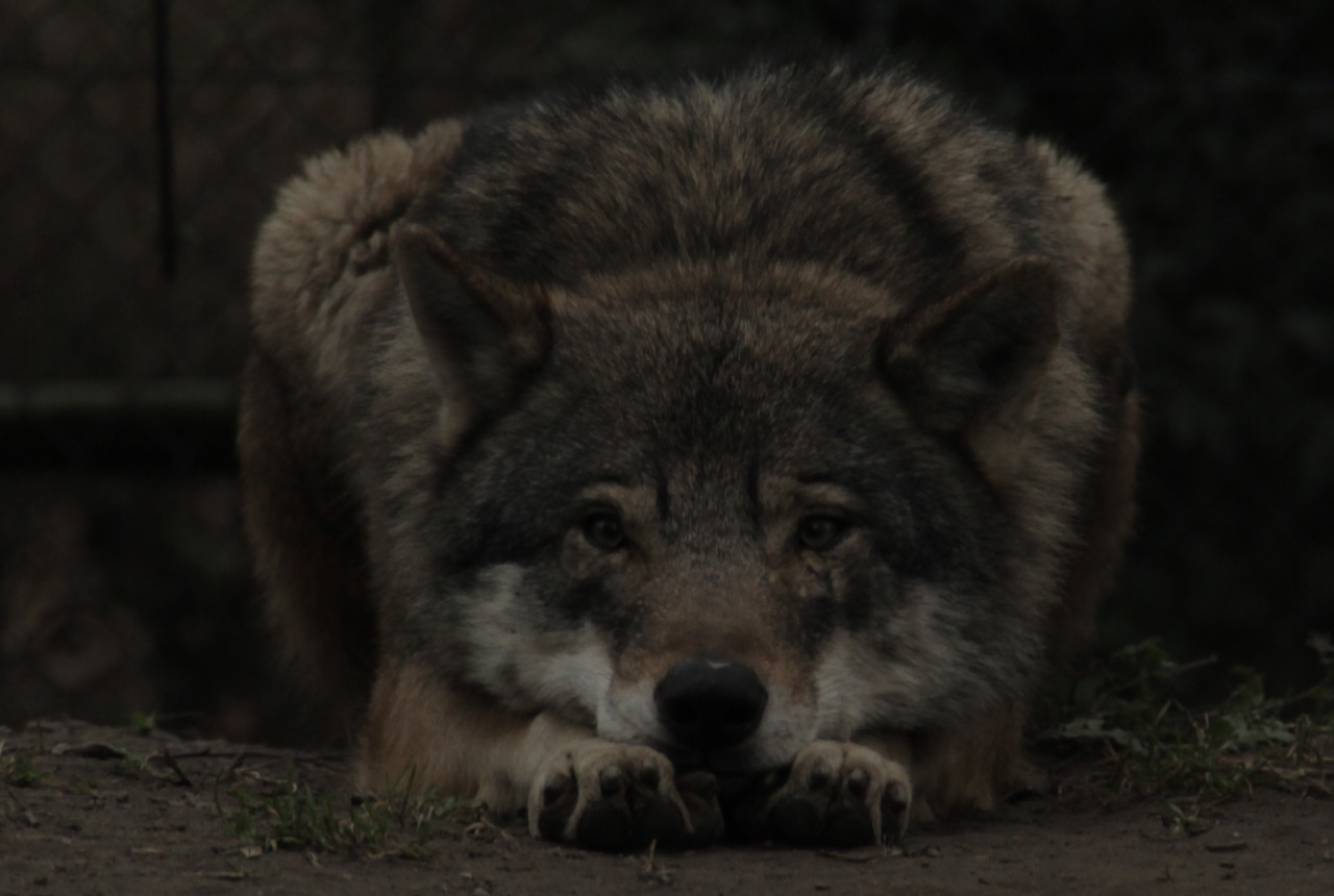 wolveswolves:
“European wolf (Canis lupus lupus) at Blijdorp Zoo Rotterdam by wolveswolves
”