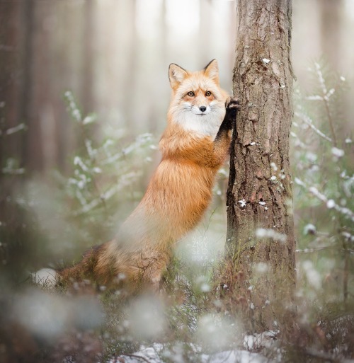Lady Fox by © Alicja Zmyslowska