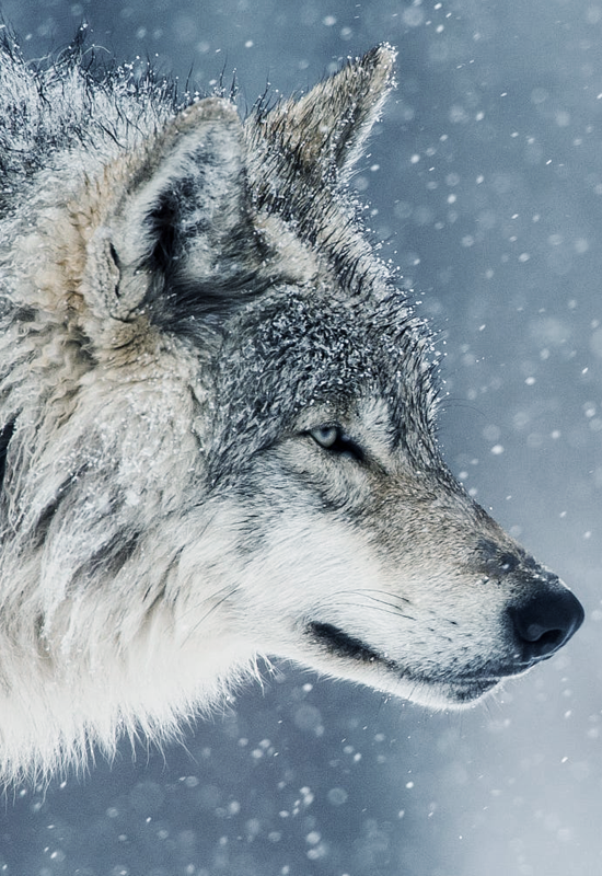 johnnybravo20:
“ Wolf in the Snow (by Maxime Riendeau)”