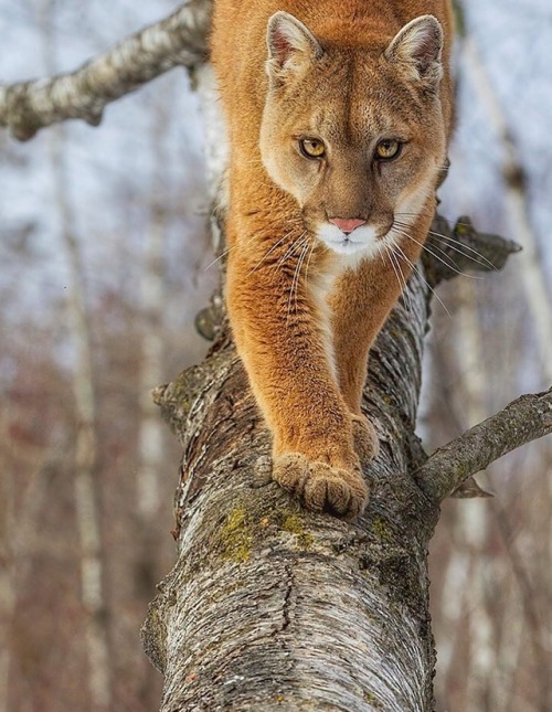 Puma by © cjm_photography