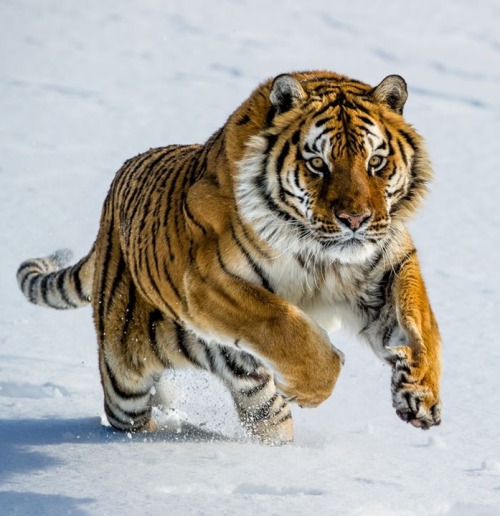 Siberian Tiger by © frankpaliphotography