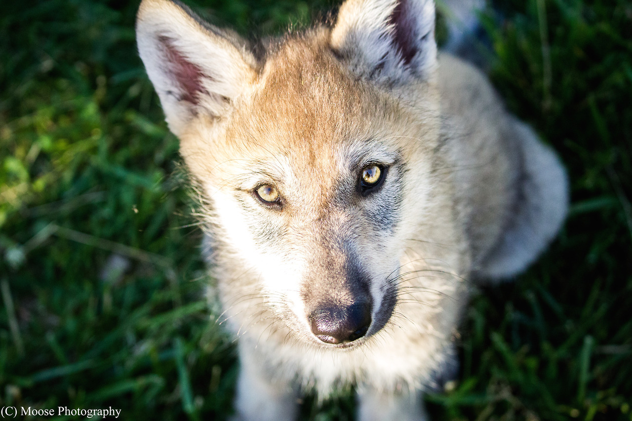 wolvesfordayz:
“ wolfparkinterns:
“8 week old Sparrow (basically the most perfect wolf puppy ever)
”
Love the name.
”