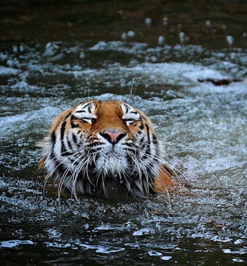 beautiful-wildlife:
“ Cooling down by Niko Gundermann
”