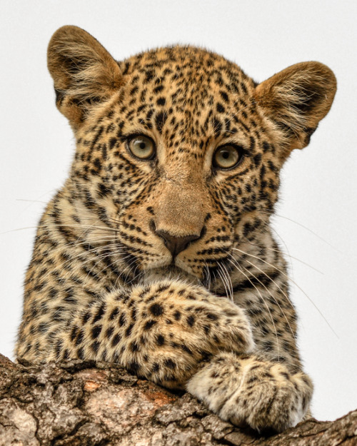 Let’s Talk by © Ken Miracle
Leopard, Inyati, South Africa
