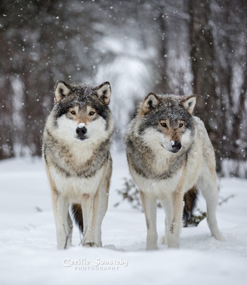 The Wolf Brothers by © Cecilie Sønsteby