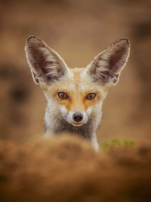 Arabian Red Fox by © yousif_theyab