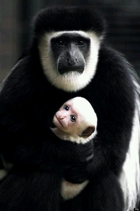 White colobus monkey