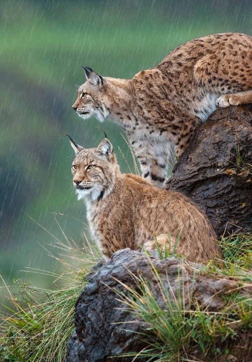beautiful-wildlife:
“Downpour by Marsel van Oosten
”