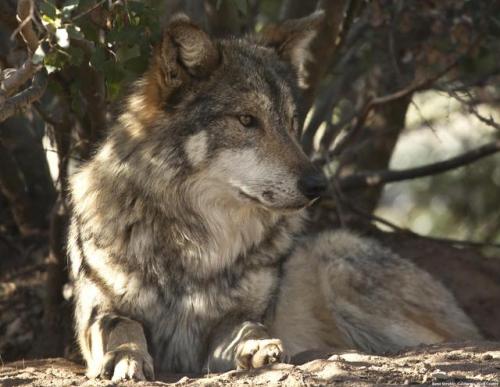 Mexican gray wolf (Canis lupus baileyi) by Kent Struble