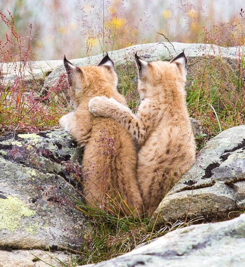 Lynx Love by © Anita Price