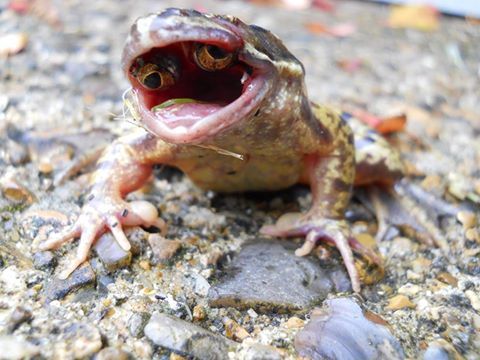 A mutant frog whose eyes have grown in it’s mouth.