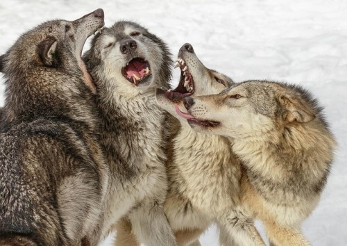 Wolves by © Adam Jones