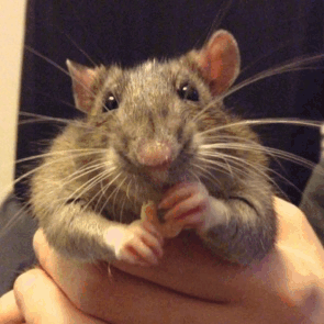pet rats rat blog gif | WiffleGif