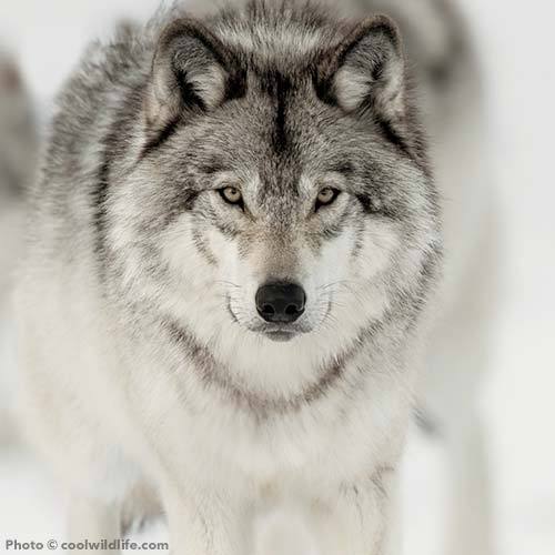 wolfsheart-blog:
“Wolf by Cool Wild Life (.com)
”