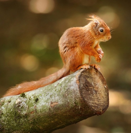 Red Squirrel by © Joke Hulst