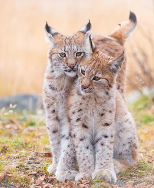 Sisters by © Cecilie Sønsteby
4 months old Eurasian lynx sisters