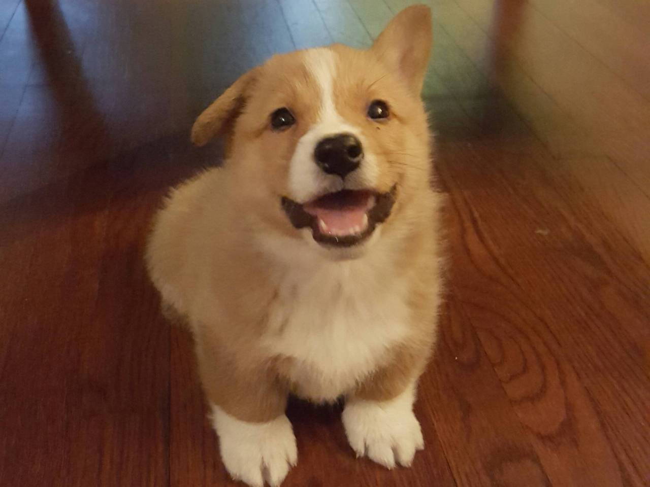This is Theodore the morning after I picked him up. He’s a good boy. (Source: http://ift.tt/2ilSSMT)