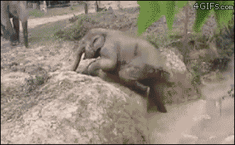 Stuck baby elephant gets help from her aunt. [video]
