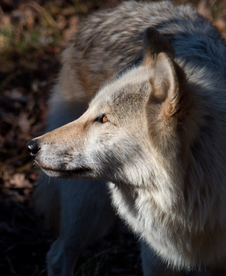 wolfsheart-blog:
“Wolf by Steven Rossi
”