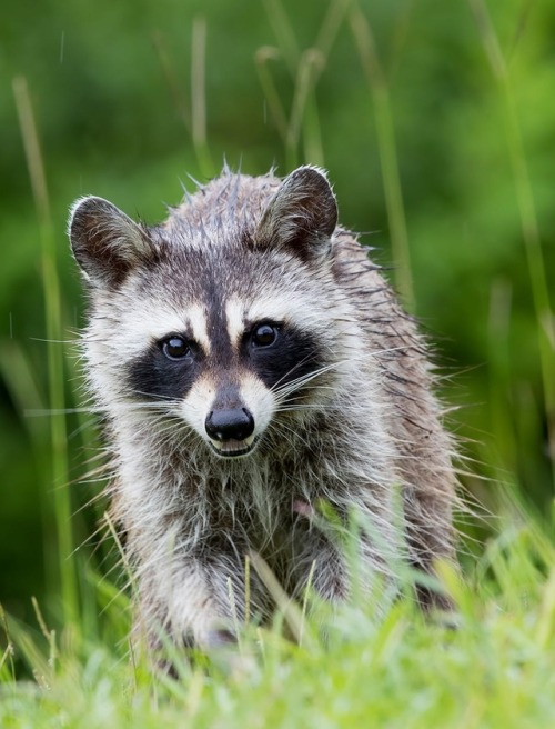 Raccoon by © Elizabeth E.