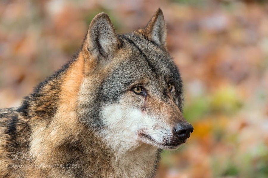 kohalmitamas:
“grey wolf (Canis lupus) by holger2061
”