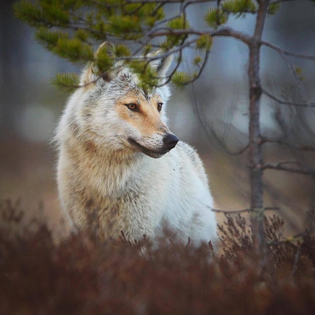 wolfsheart-blog:
“Canis Lupus by Niko Pekonen
”