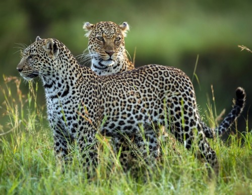 Leopard Family by © Roshkumar