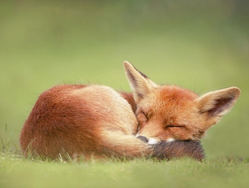 Lazy Fox by © Roeselien Raimond