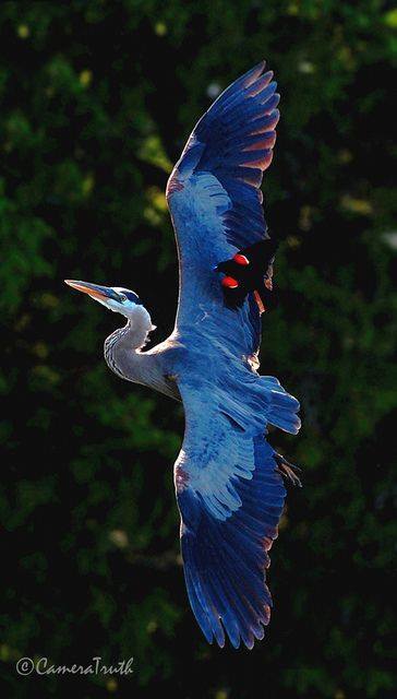 red winged blackbird riding great blue heron
