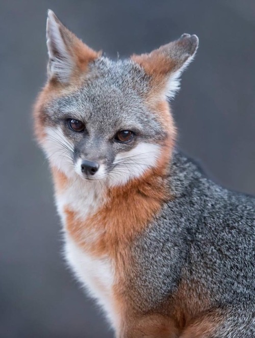 Grey Fox in Grey by © tinmanlee