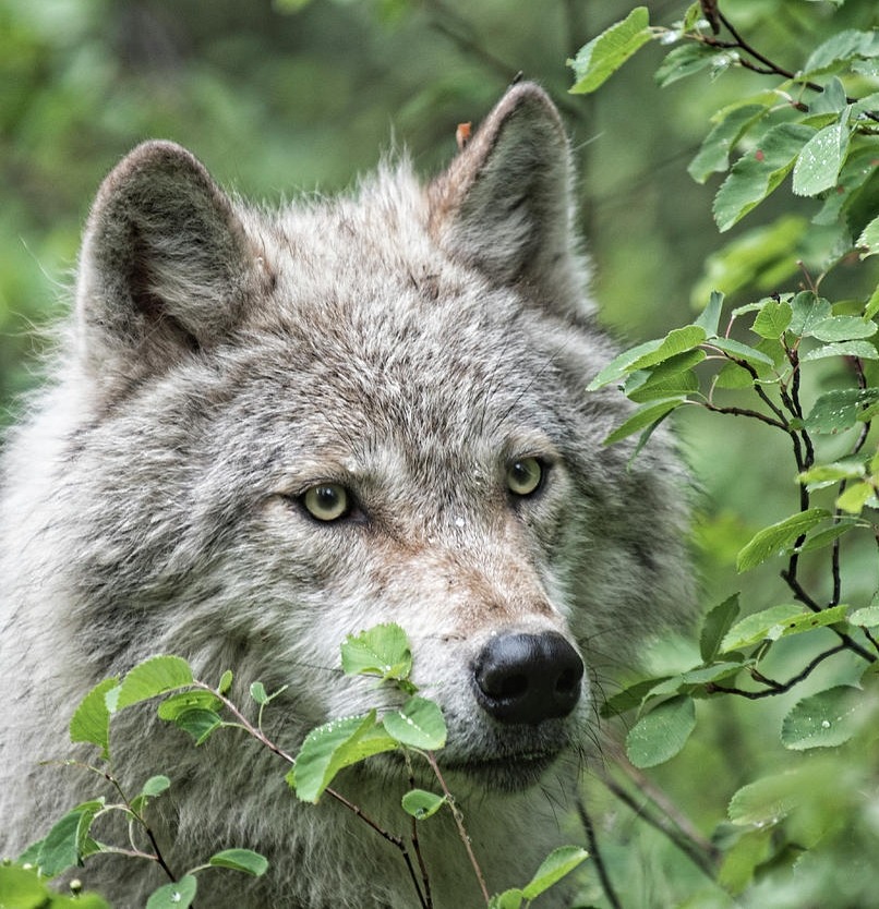 beautiful-wildlife:
“ Wet Wolf by Gloria Hoban
”