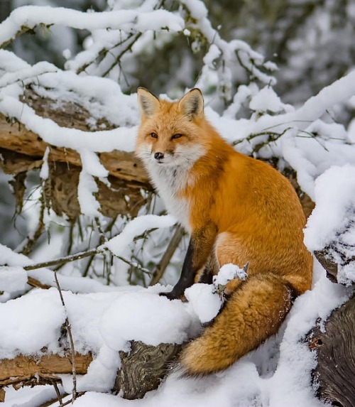 beautiful-wildlife:
“Algonquin Fox by Nicki Williams
”