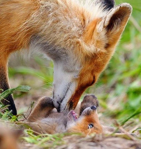 A proud mama fox and her baby. (Source: http://ift.tt/2jZf7Ib)